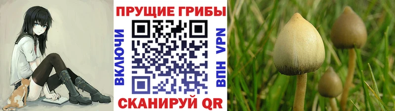 Псилоцибиновые грибы мицелий Коркино